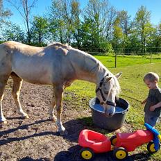 Welsh Pony (sec B) Eyarth Santiago (Avlshingst)