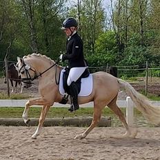 Welsh Pony (sec B) Eyarth Santiago (Avlshingst)