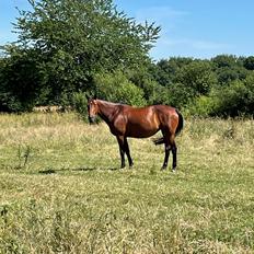 Anden særlig race - Donna