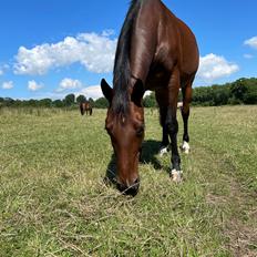 Anden særlig race - Donna