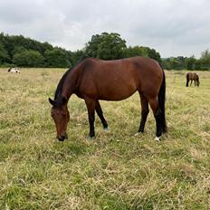 Anden særlig race - Donna