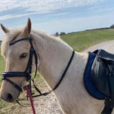 Welsh Partbred (Sec F) ALS Morning Rain