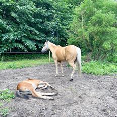 Welsh Partbred (Sec F) ALS Morning Rain