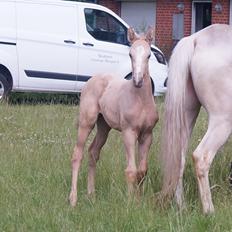 Palomino Moelleaaens Golden Goddess