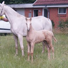 Palomino Moelleaaens Golden Goddess