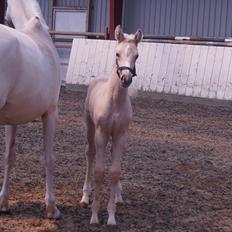 Palomino Moelleaaens Golden Fürstin