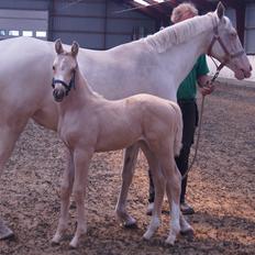 Palomino Moelleaaens Golden Fürstin