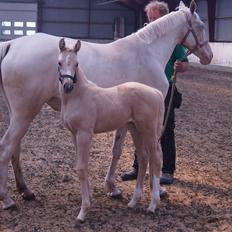 Palomino Moelleaaens Golden Fürstin