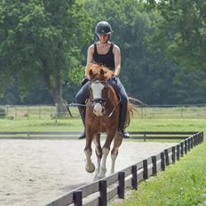 Welsh Pony af Cob-type (sec C) Noerrelide's Northern Light