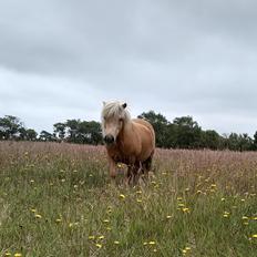 Shetlænder Følfods Linea