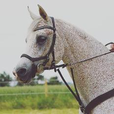 Arabisk fuldblod (OX) Miss Diva ISA
