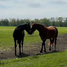 Oldenborg Clement Fjellerup ( Olli)