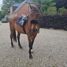 Traver Chinook Silver