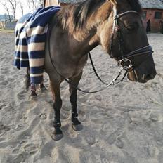 Anden særlig race Musse