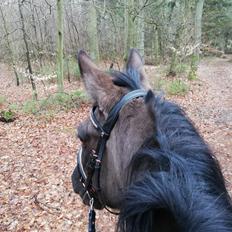 Anden særlig race Musse