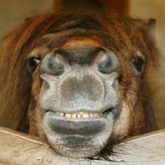 Anden særlig race Incredible Dark Design