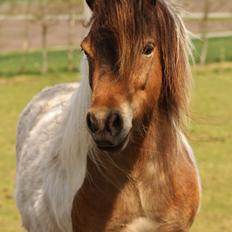 Anden særlig race Incredible Dark Design