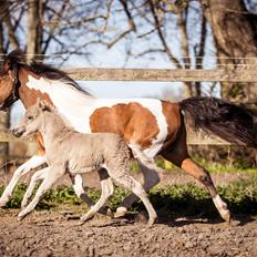 Amerikansk Miniature Hyrule Horses Rasputin