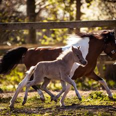 Amerikansk Miniature Hyrule Horses Rasputin