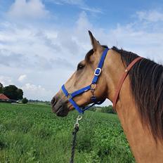 Frederiksborg Rasmus