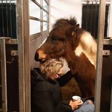 Islænder Litla friða fra lindskov 