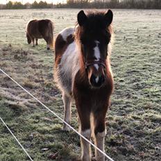 Islænder Litla friða fra lindskov 