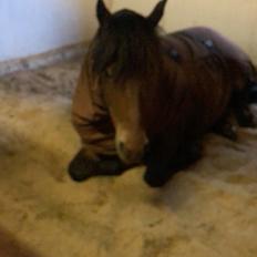 Islænder Snilli frá Ketilsstöoum