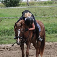 DSP Snorgaards Mango