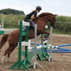 DSP Snorgaards Mango