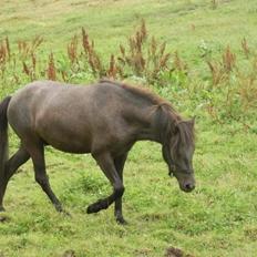 Islænder Krummi fra Ultvedgård