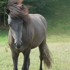 Islænder Krummi fra Ultvedgård