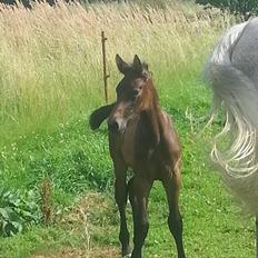 Zangersheide Pachanga Z