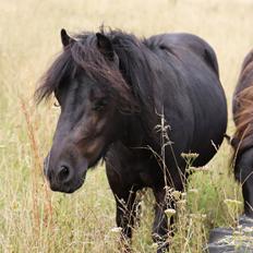 Anden særlig race Turn and burn 