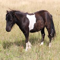 Anden særlig race Capaia