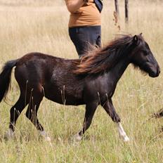 Anden særlig race Capaia