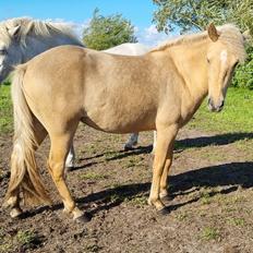 Islænder Ósk fra Haldgården SOLGT