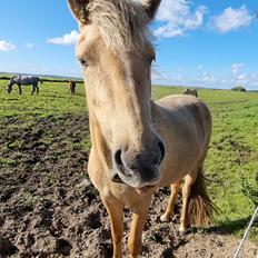 Islænder Ósk fra Haldgården SOLGT