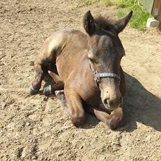 Connemara Ålskovs wannabee fearless