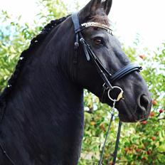 Frieser Zultan Von Indegaarden