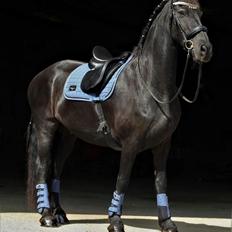 Frieser Zultan Von Indegaarden