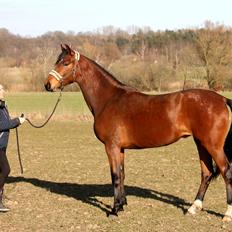 Tysk Oldenburger Bastbjergs Fleur de Lis (Fut Fut)