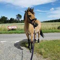 Anden særlig race Solkærs Albani 