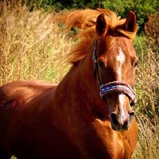 New Forest Grønvangs Surprise |Solleh| [R.I.P]