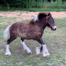 Irish Cob Team Hammer's Classic "solgt"