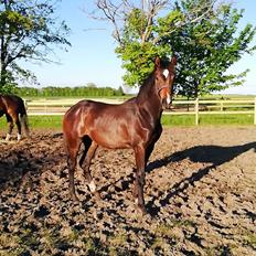 Dansk Varmblod VH's Mooncake