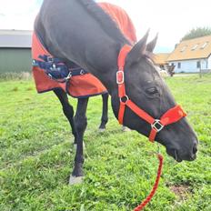 Dansk Varmblod Feldborgs Apache