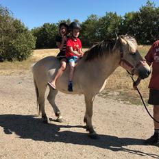 Fjordhest Håkon " hedevang"