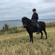 Islænder Fengur fra stubbebro