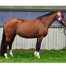 Welsh Partbred (Sec F) Struntze´s Glowing Power RSDH 878