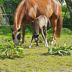 Welsh Partbred (Sec F) R.N. Famous Royal 